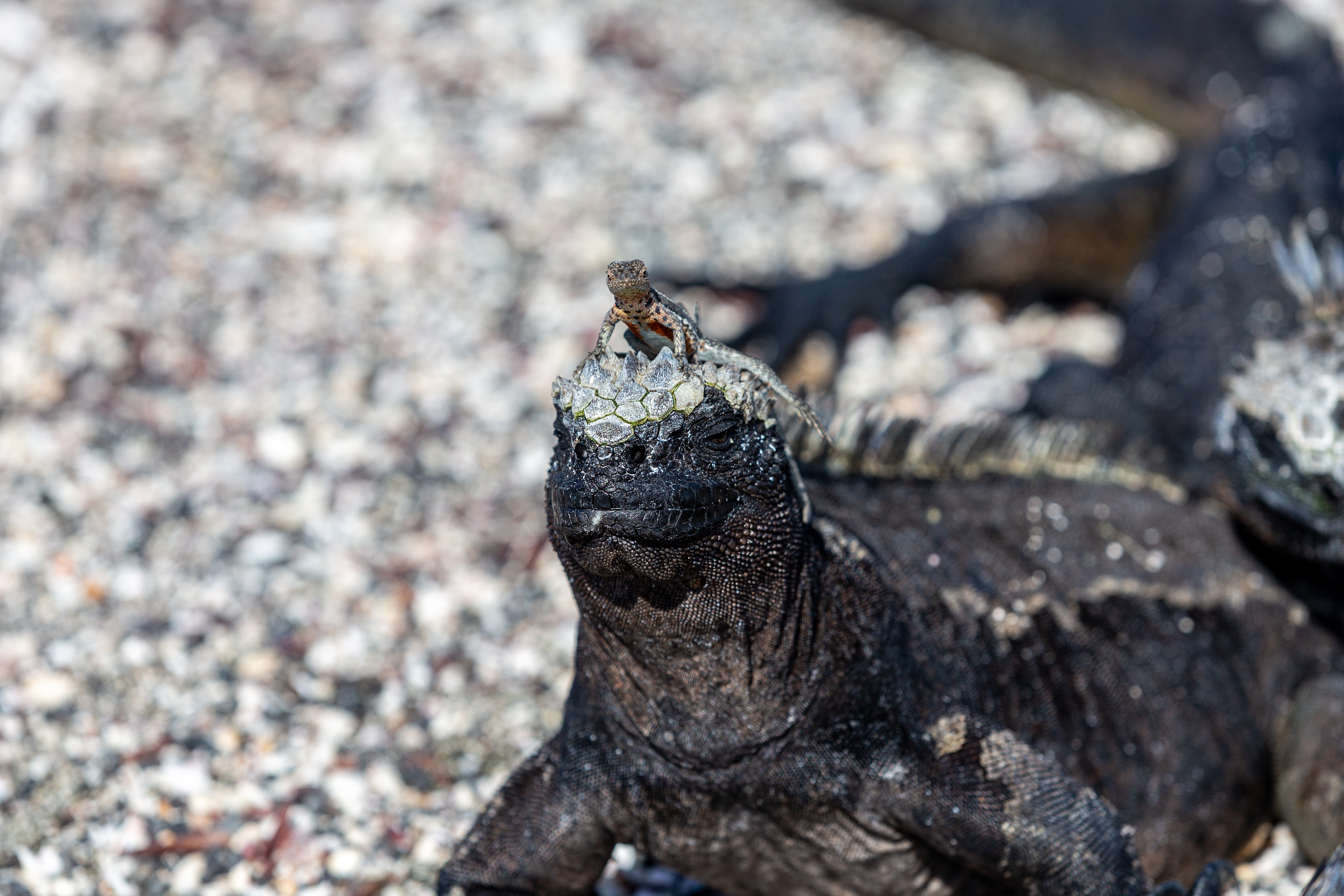 Tiny lava lizard perched on top of a marine iguana's head